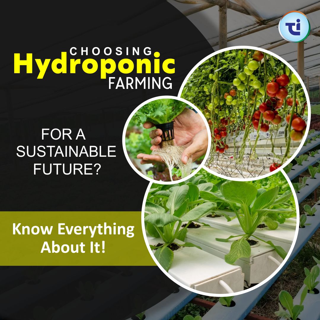 Choosing Hydroponic Farming In India for Sustainable Future ? Know Everything About It!